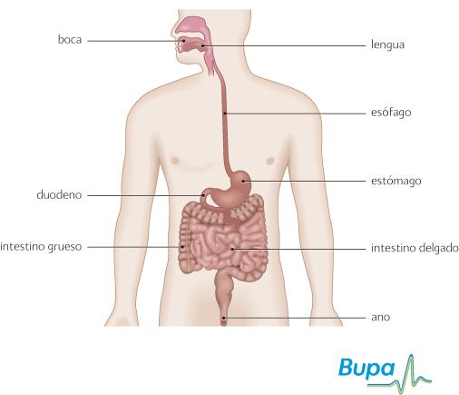 Pylori peso perdida helicobacter produce de